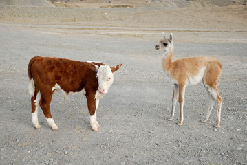 Baby's guanaco and calf bull © peterz