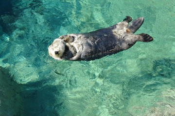 Obraz premium sea otter