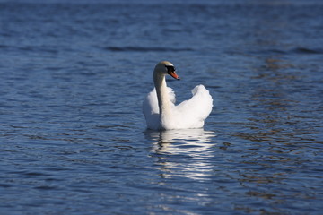 Swan
