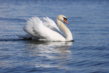 Fototapeta premium Swan
