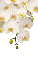 Panele Szklane  Wisząca biała orchidea