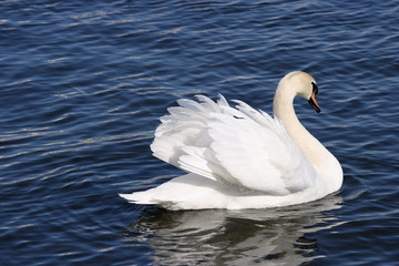 Swan