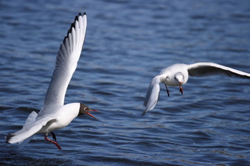 Black-headed gulls