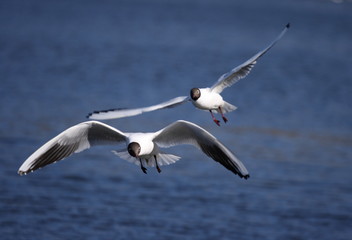 Fototapeta na wymiar Black-headed gulls