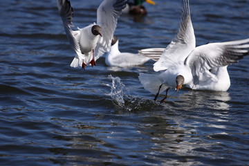 Black-headed gulls