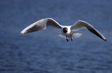 Black-headed gulls