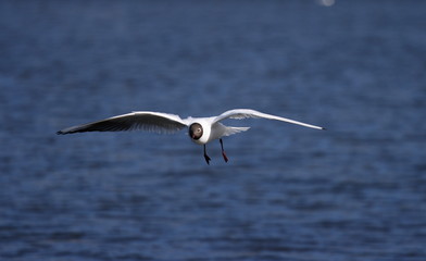 Black-headed gulls