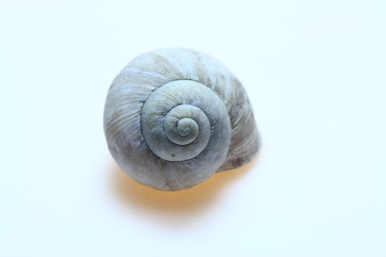 Snail shell