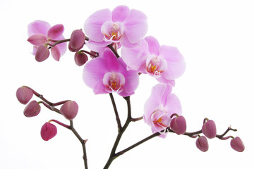 Fototapeta na wymiar Fioletowy kwiat orchidei