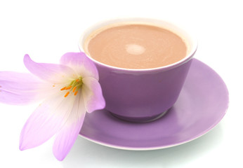 Lilac flower on a white background