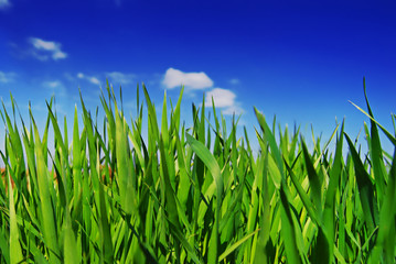 Obraz premium Fresh Grass