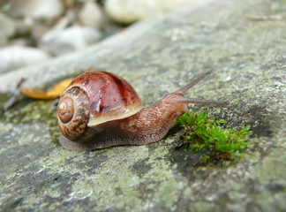 Snail 7
