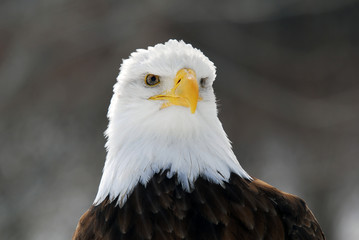 American Bald Eagle