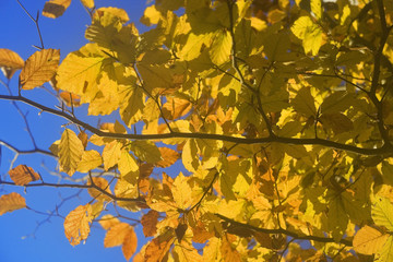 france, forêt de lyons : feuilles de hêtres à l'automne