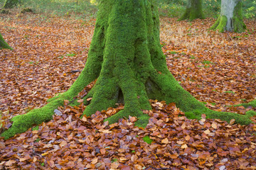 france,forêt de lyons: hêtre et feuilles d'automne