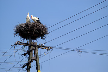 Stork couple on nest on the pole over blue sky - 