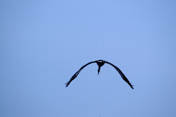 flying stork on the blue sky