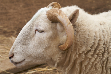 Head shot of male sheep - landscape orientation