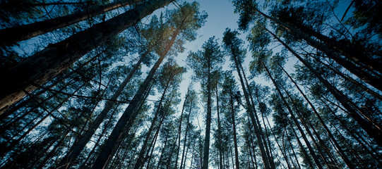 Top of trees in a forest panorama