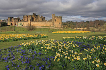 Fototapeta premium Alnwick castle