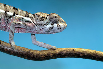 Obraz premium chameleon