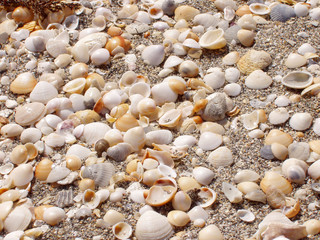 Seashells on the Beach