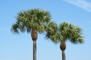 Obraz premium Two Palm against Blue Sky