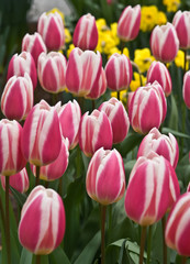 closup of a field with pink tulips © Yory Frenklakh