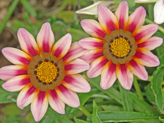 duo de gazanias roses