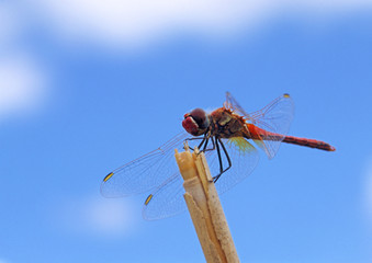Heidelibelle