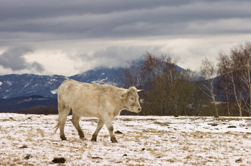 cow in the snow