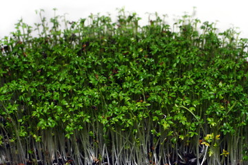 young watercress