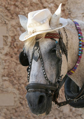 PFERD