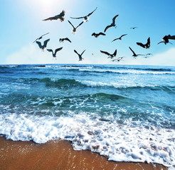 Sea gulls