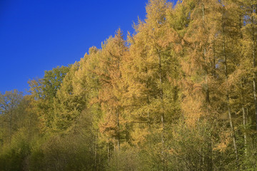 france, forêt de lyons : pins à l'automne