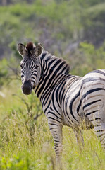 Fototapeta na wymiar Lone zebra looking back