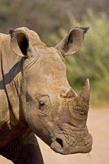 White Rhino headshot