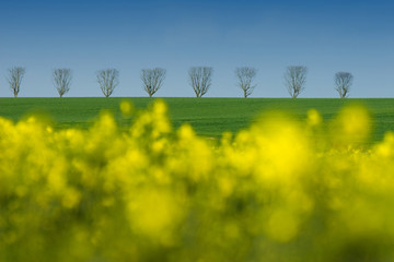 champs colza campagne agriculture huile jaune arbre