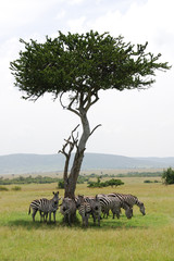 Zebras hiding from the sun