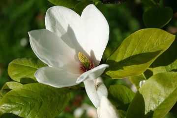 Beauty of blooming magnolia flowers