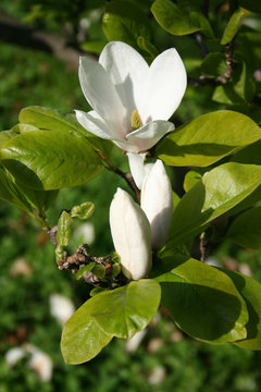 Fototapeta Beauty of blooming magnolia flowers