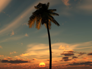 Palm Tree Sky 8