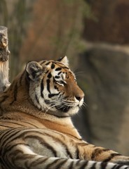 Sumatran tiger - Panthera tigris sumatrae