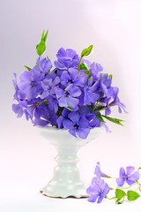 Small violet of flower on white background