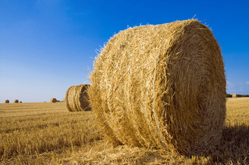 Naklejka premium ballots de paille
