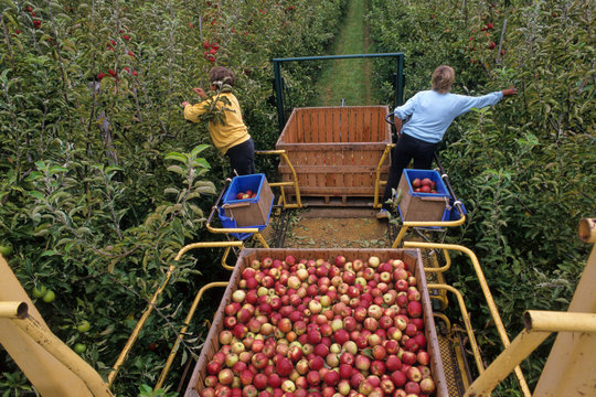RECOLTE DE POMMES