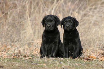 deux chiots labrador noir