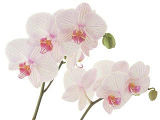 Naklejka na ściany i meble bunches of pink orchid