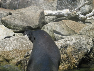 Naklejka premium Seal in Abel Tasman sea kayak trek, New Zealand