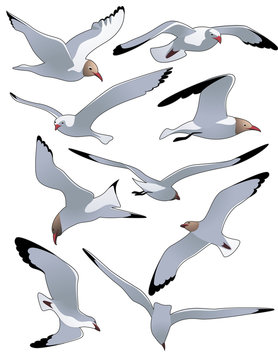 Sea_gulls